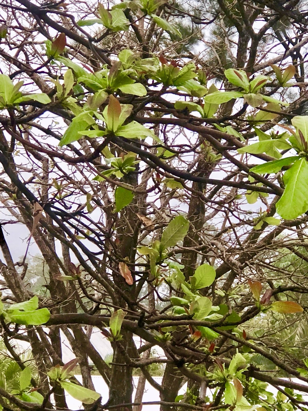 Frangipani in flower at the turn of the season